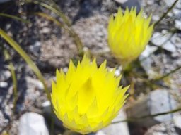 Edmondia fasciculata